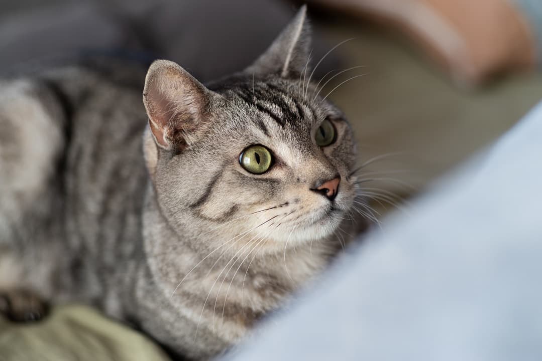 猫の日（2月22日）｜意味や由来・広報PRに活用するポイントと事例を紹介