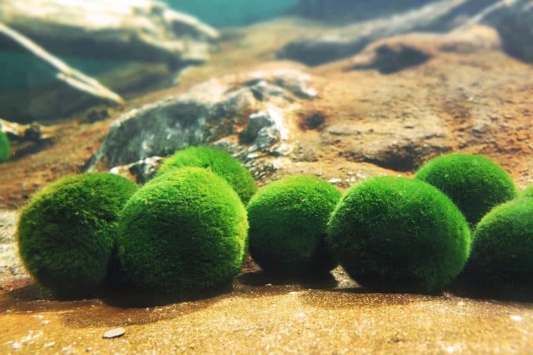 マリモの日（3月29日）｜意味や由来・広報PRに活用するポイントと事例を紹介