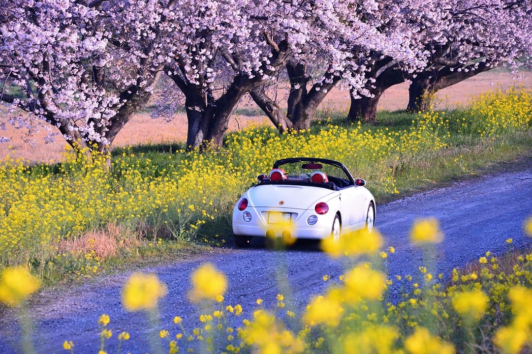 オープンカーの日（4月5日）｜意味や由来・広報PRに活用するポイントと事例を紹介