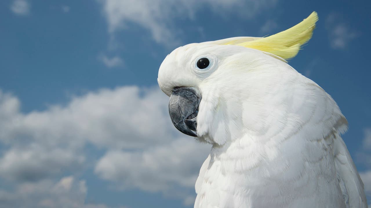 オウムとインコの日（6月15日）｜意味や由来・広報PRに活用するポイントと事例を紹介