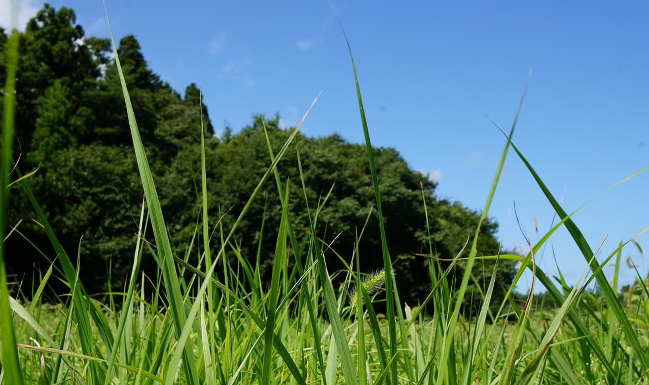 処暑（8月22日）｜意味や由来・広報PRに活用するポイントと事例を紹介