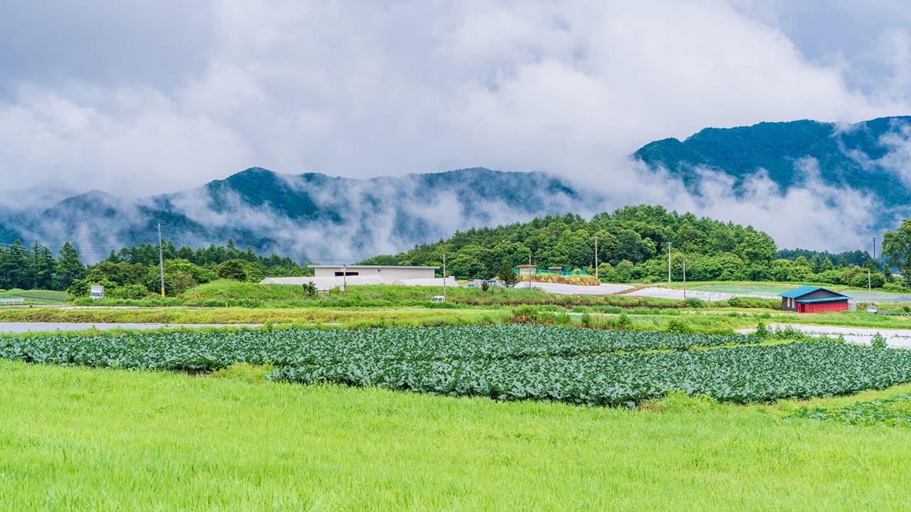 農協記念日（11月19日）｜意味や由来・広報PRに活用するポイントと事例を紹介