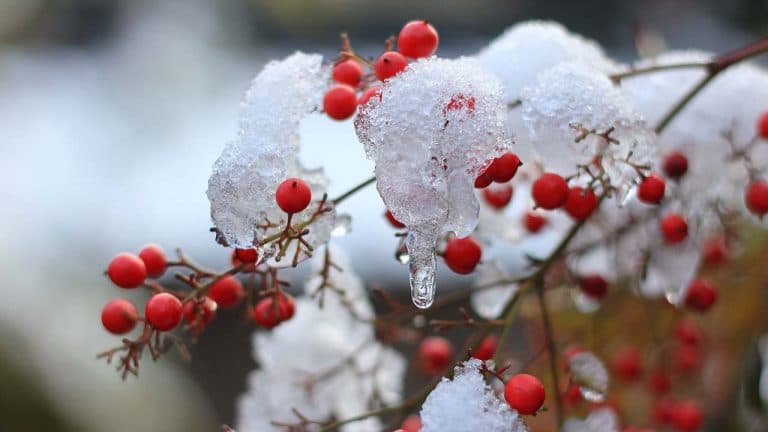 雪と南天