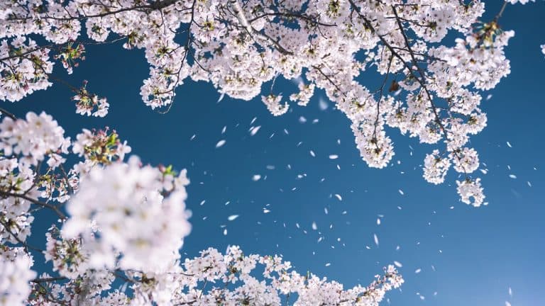 桜吹雪