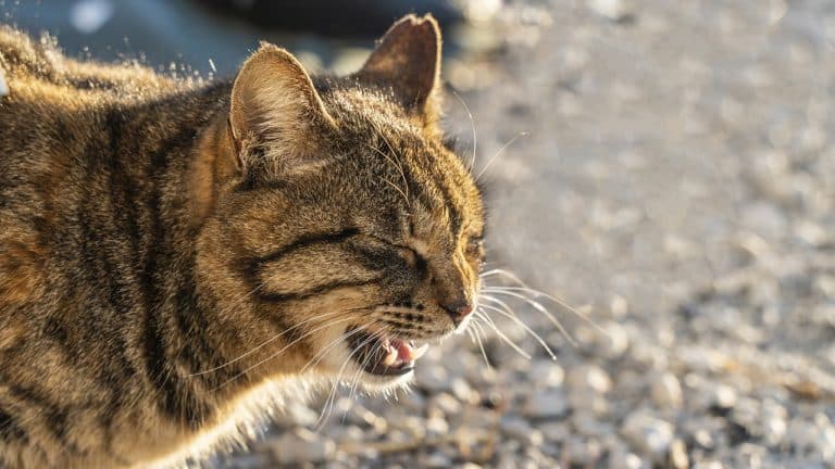 さくらねこ