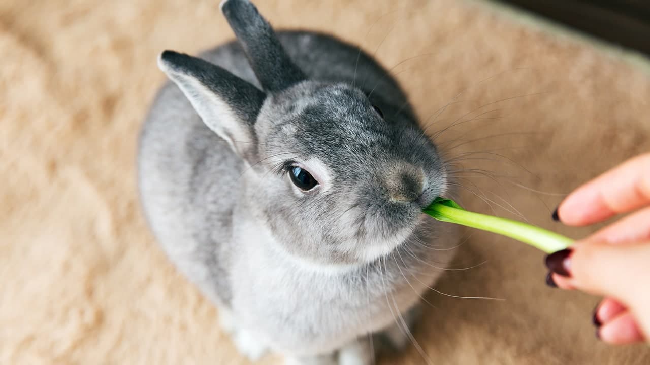 飼育の日（4月19日）｜意味や由来・広報PRに活用するポイントと事例を紹介