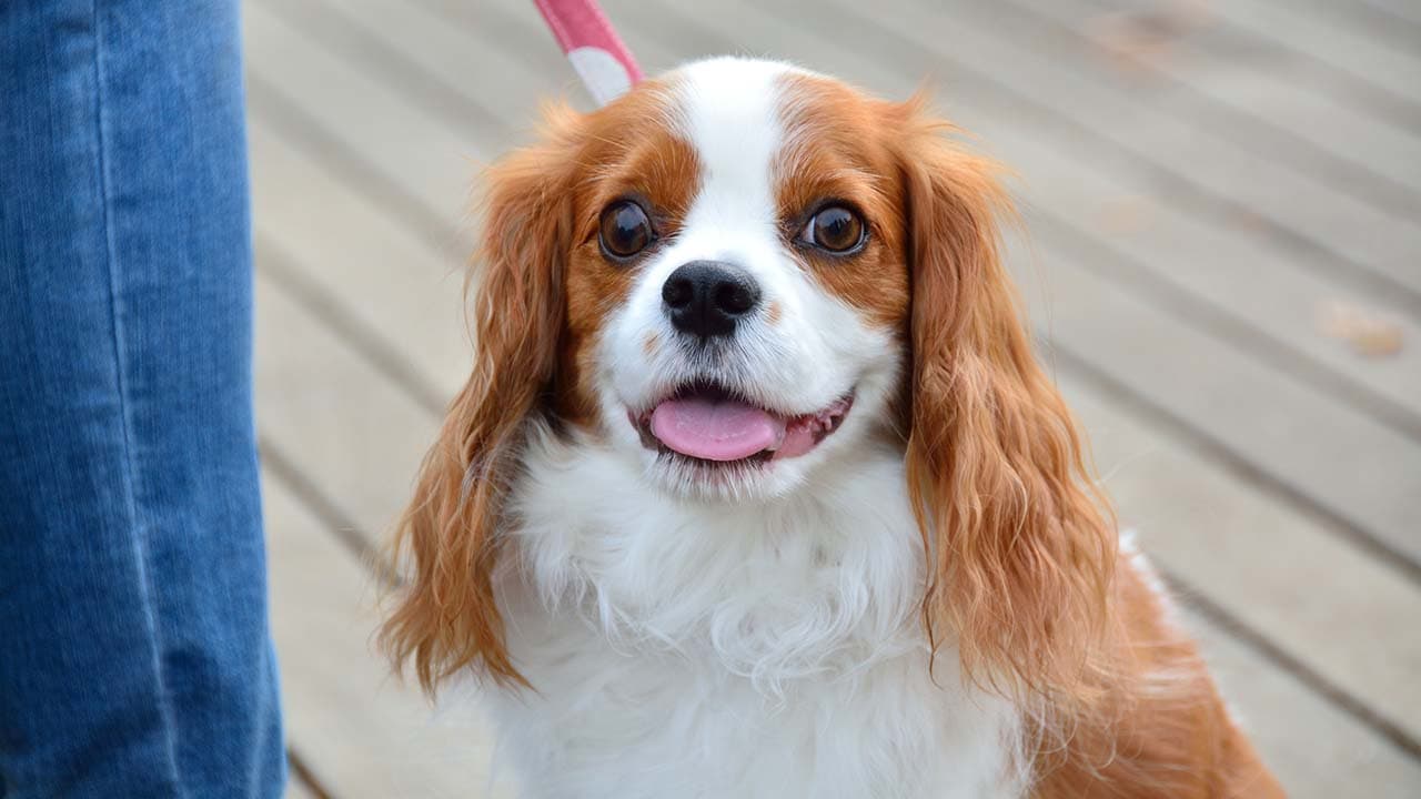 愛犬の日（5月13日）｜意味や由来・広報PRに活用するポイントと事例を紹介