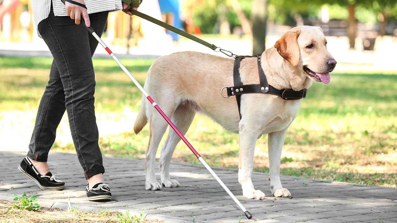 国際盲導犬の日（4月の最終水曜日）｜意味や由来・広報PRに活用するポイントと事例を紹介