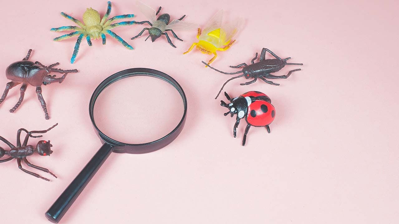 虫の日(6月4日)|意味や由来・広報PRに活用するポイントと事例を紹介