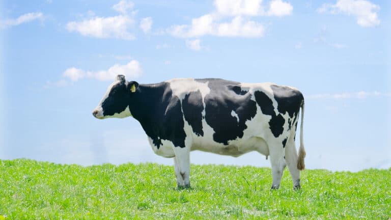 GAPとSDGs農業の日