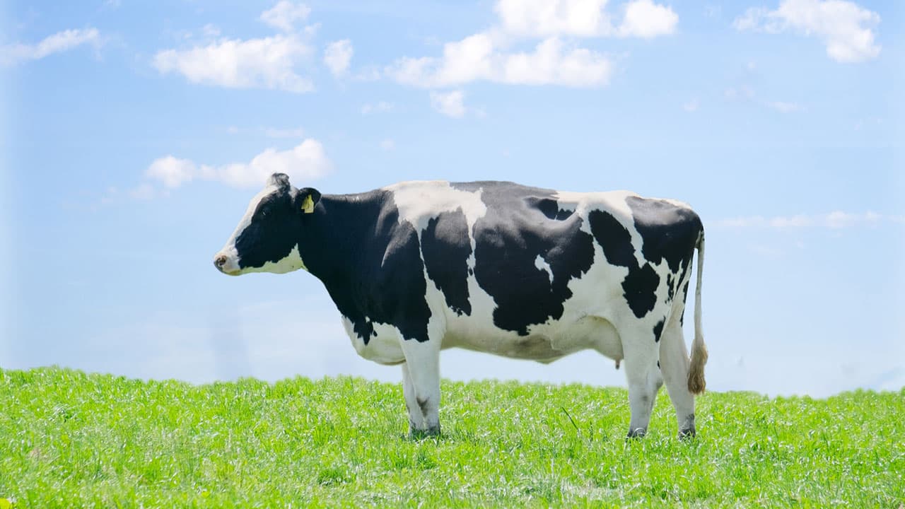 GAPとSDGs農業の日(11月14日)|意味や由来・広報PRに活用するポイントと事例を紹介